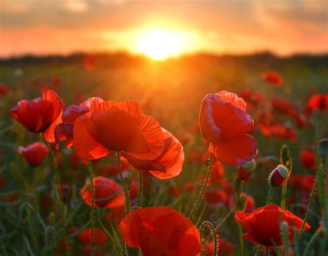 why are poppies significant to anzac day